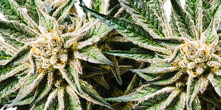 At Twisted Growers our expert growers ensure that each Twisted Bud strain is packed with potent effects and unparalleled flavor, perfect for discerning cannabis enthusiasts
