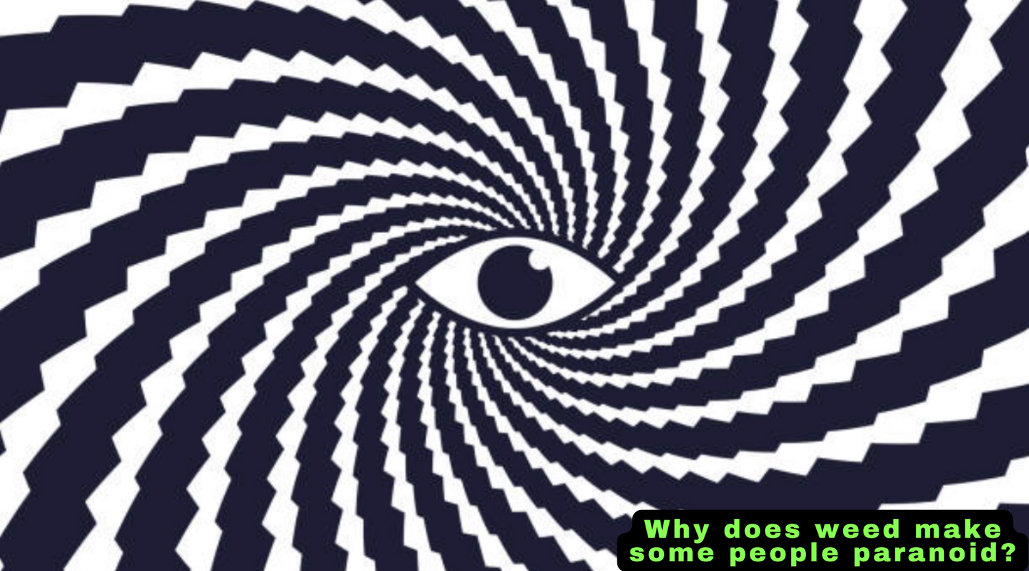 Why does weed make some people paranoid? – Twisted Growers